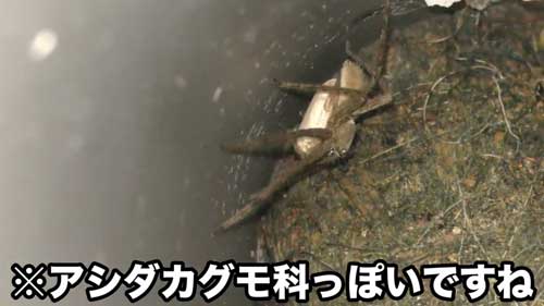 道路脇 壁 パイプ穴 のぞく カエル アザンティック 水抜きパイプ オキナワイシカワガエル