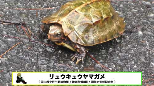 道路脇 壁 パイプ穴 のぞく カエル アザンティック 水抜きパイプ オキナワイシカワガエル