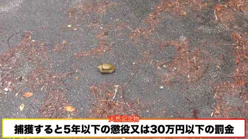 道路脇 壁 パイプ穴 のぞく カエル アザンティック 水抜きパイプ オキナワイシカワガエル