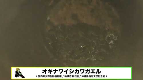 道路脇 壁 パイプ穴 のぞく カエル アザンティック 水抜きパイプ オキナワイシカワガエル