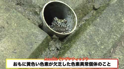 道路脇 壁 パイプ穴 のぞく カエル アザンティック 水抜きパイプ オキナワイシカワガエル