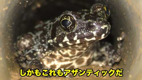 道路脇 壁 パイプ穴 のぞく カエル アザンティック 水抜きパイプ オキナワイシカワガエル