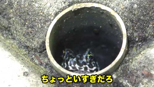 道路脇 壁 パイプ穴 のぞく カエル アザンティック 水抜きパイプ オキナワイシカワガエル