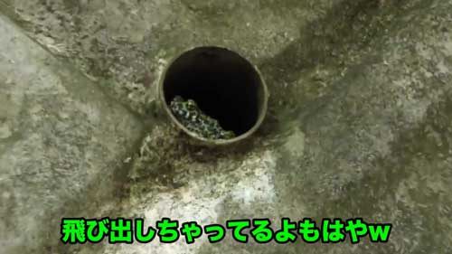 道路脇 壁 パイプ穴 のぞく カエル アザンティック 水抜きパイプ オキナワイシカワガエル