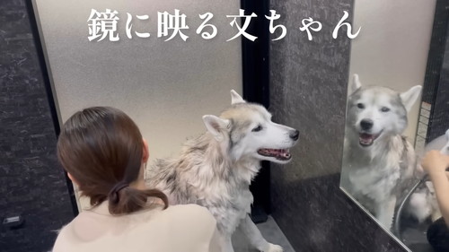 「お風呂にブチ込まれ、終わり際に怒りの咆哮をあげながら大暴れするシベリアンハスキー」