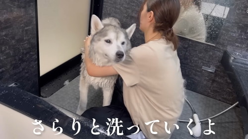 「お風呂にブチ込まれ、終わり際に怒りの咆哮をあげながら大暴れするシベリアンハスキー」