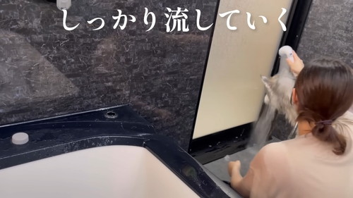 「お風呂にブチ込まれ、終わり際に怒りの咆哮をあげながら大暴れするシベリアンハスキー」