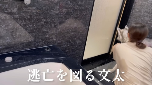 「お風呂にブチ込まれ、終わり際に怒りの咆哮をあげながら大暴れするシベリアンハスキー」