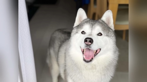 「お風呂にブチ込まれ、終わり際に怒りの咆哮をあげながら大暴れするシベリアンハスキー」