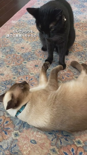 おなかのたるみを指摘されてしまったちくわくん