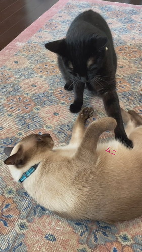 おなかのたるみを指摘されてしまったちくわくん