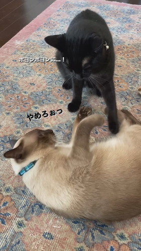 おなかのたるみを指摘されてしまったちくわくん