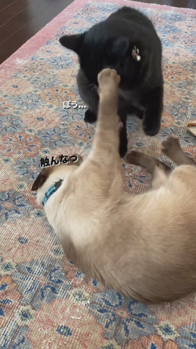 おなかのたるみを指摘されてしまったちくわくん