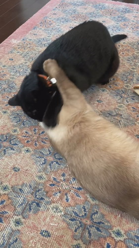 おなかのたるみを指摘されてしまったちくわくん