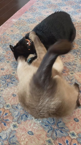 おなかのたるみを指摘されてしまったちくわくん