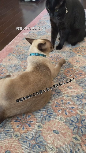 おなかのたるみを指摘されてしまったちくわくん