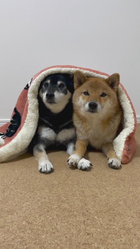 前回みくりな