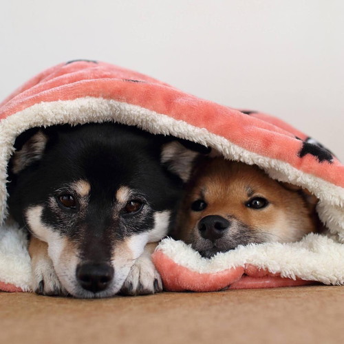 みくちゃんとりなちゃん