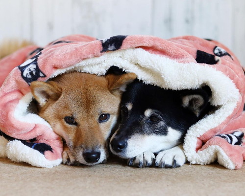 みくちゃんとりなちゃん