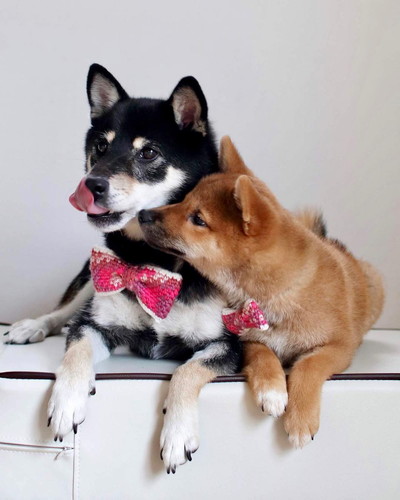 みくちゃんとりなちゃん