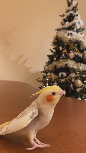 パールちゃんのジングルベル