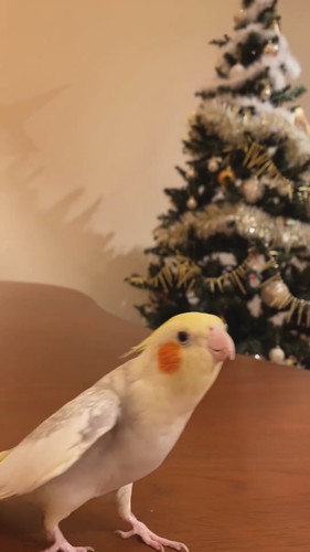 パールちゃんのジングルベル