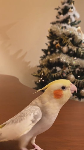 パールちゃんのジングルベル