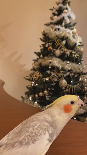 パールちゃんのジングルベル