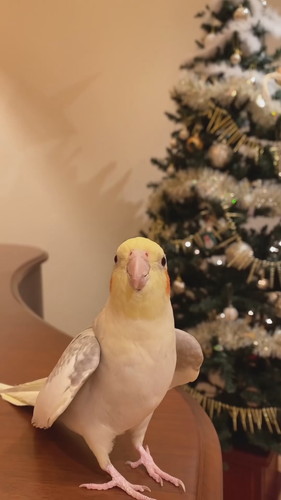 パールちゃんのジングルベル