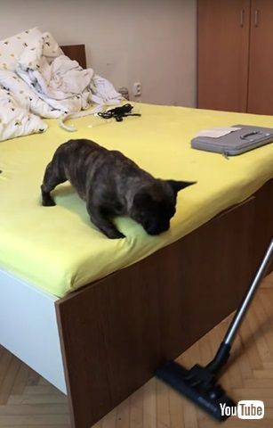 掃除機と戦うワンコ