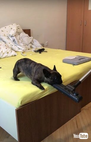 掃除機と戦うワンコ