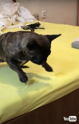 掃除機と戦うワンコ