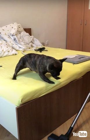 掃除機と戦うワンコ