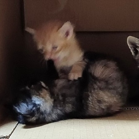 ワチャワチャ猫