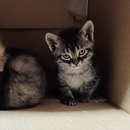 すごいクールな子猫