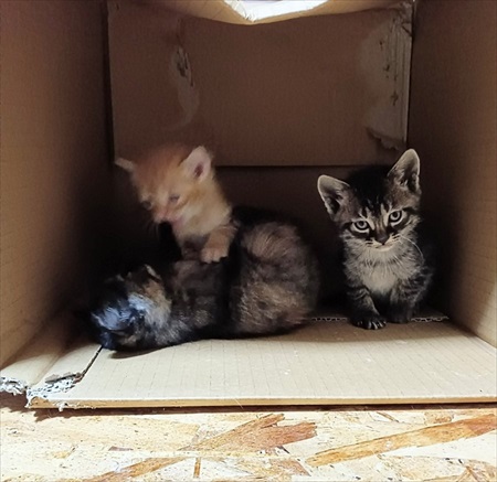 すごいクールな子がいる