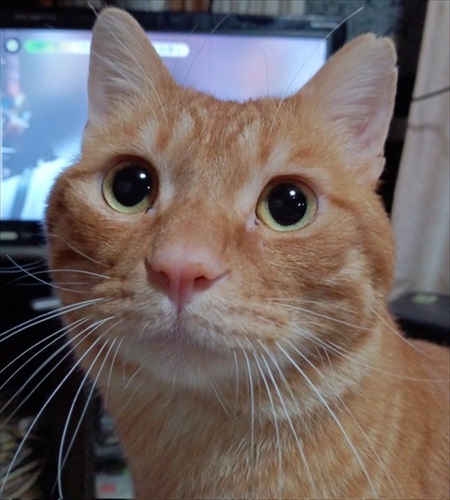 すごいクールな子がいる