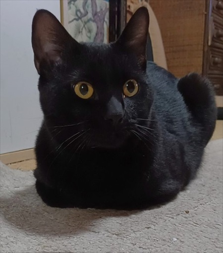 すごいクールな子がいる