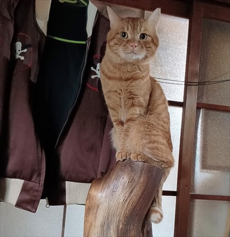 すごいクールな子がいる