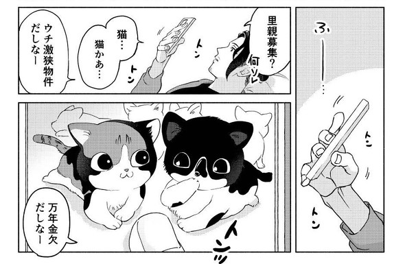 里親募集の子猫たち