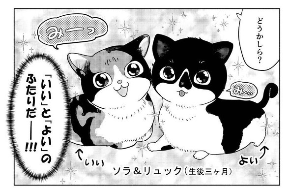 子猫のソラとリュック