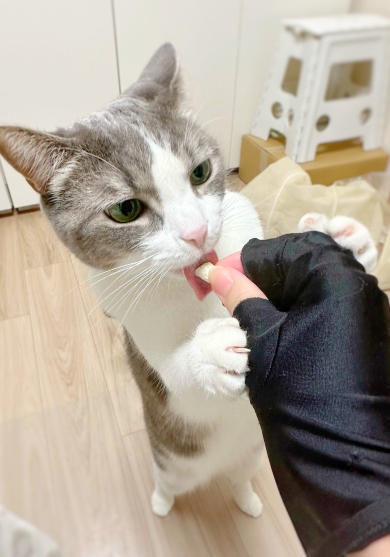 おやつを食べる猫