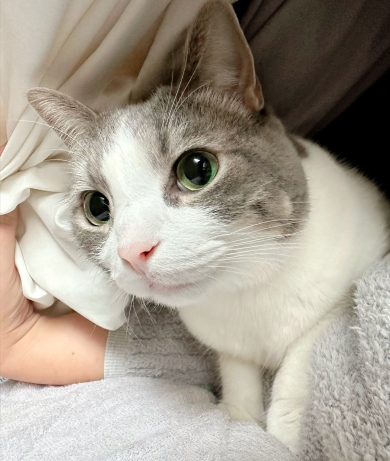 布団に入った猫