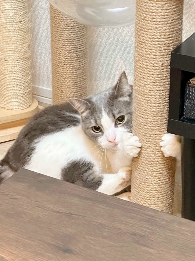 爪研ぎをする猫