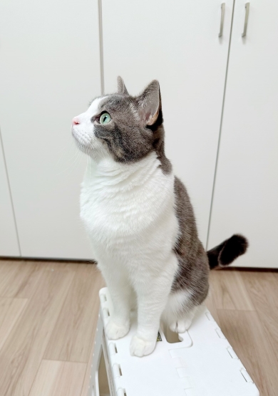 おすわりをした猫