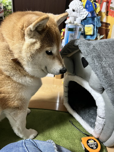 サイズ違いのハウスに入れない柴犬