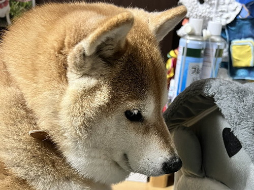 サイズ違いのハウスに入れないハナちゃん