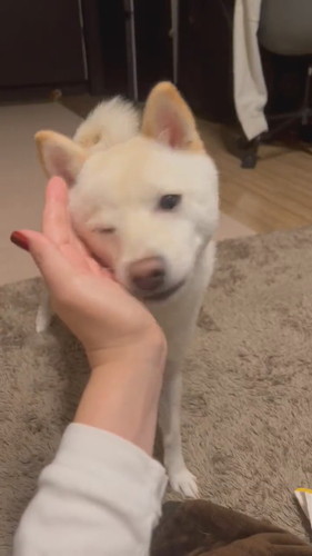 あご乗せわさびくん