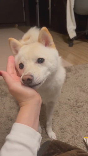 あご乗せわさびくん