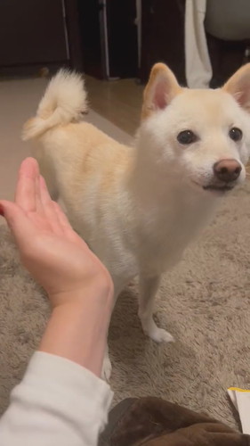 あご乗せわさびくん